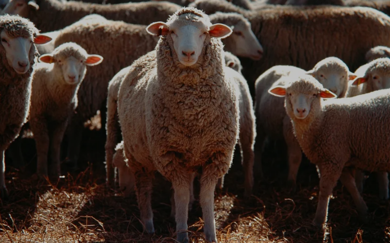 Ovelhas comem 100 kg de maconha após invadirem fazenda na Grécia: 'Pulavam mais alto que cabras'
