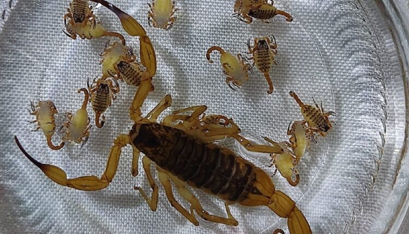 Morador de MS encontra escorpião com 23 filhotes em sua residência 