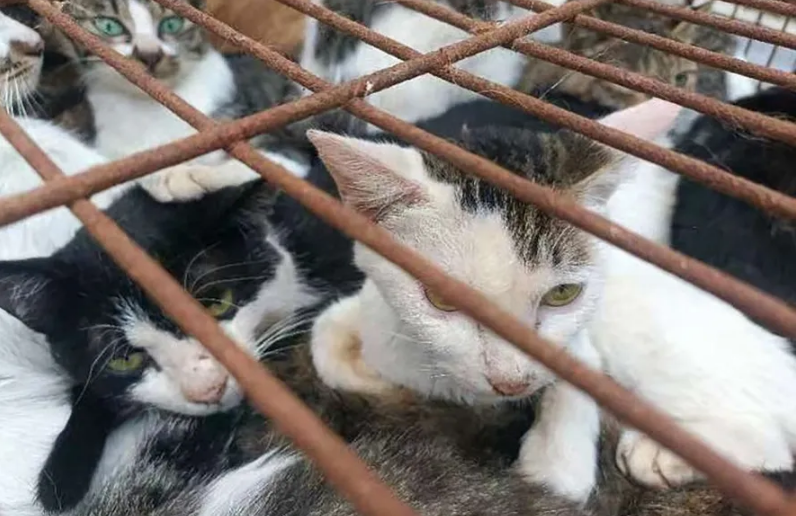 Gatos são resgatados na China antes de serem abatidos e vendidos como carne suína