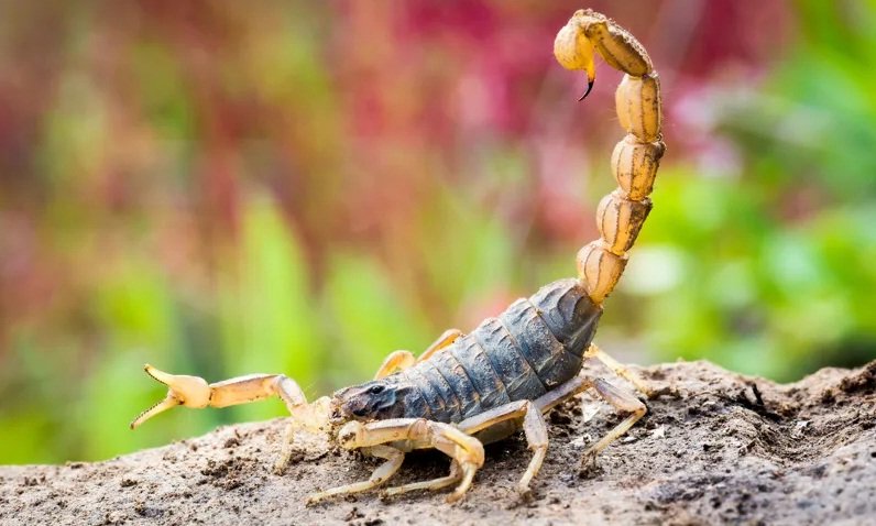 Chuva e calor: cuidados contra escorpiões devem ser redobrados, alerta SES