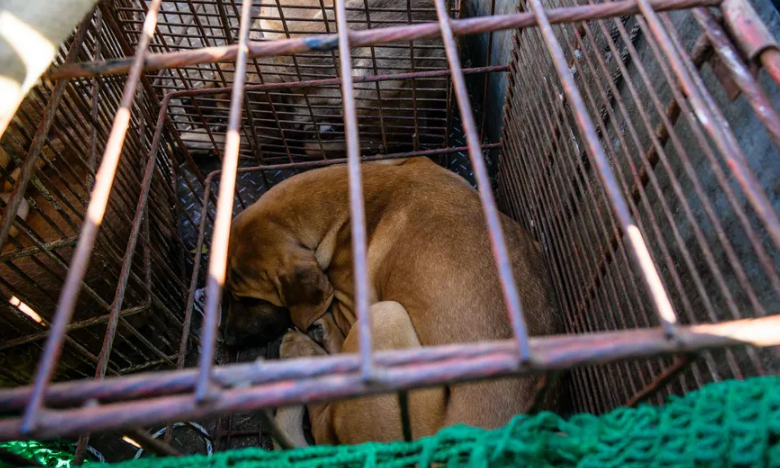 Coreia do Sul quer banir consumo de carne de cachorro