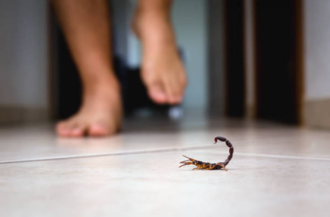 Criança de 10 anos morre em Dourados; suspeita é picada de escorpião