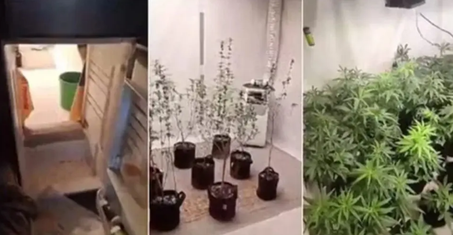 Vídeo: Polícia encontra passagem secreta dentro de geladeira que escondia plantação de maconha