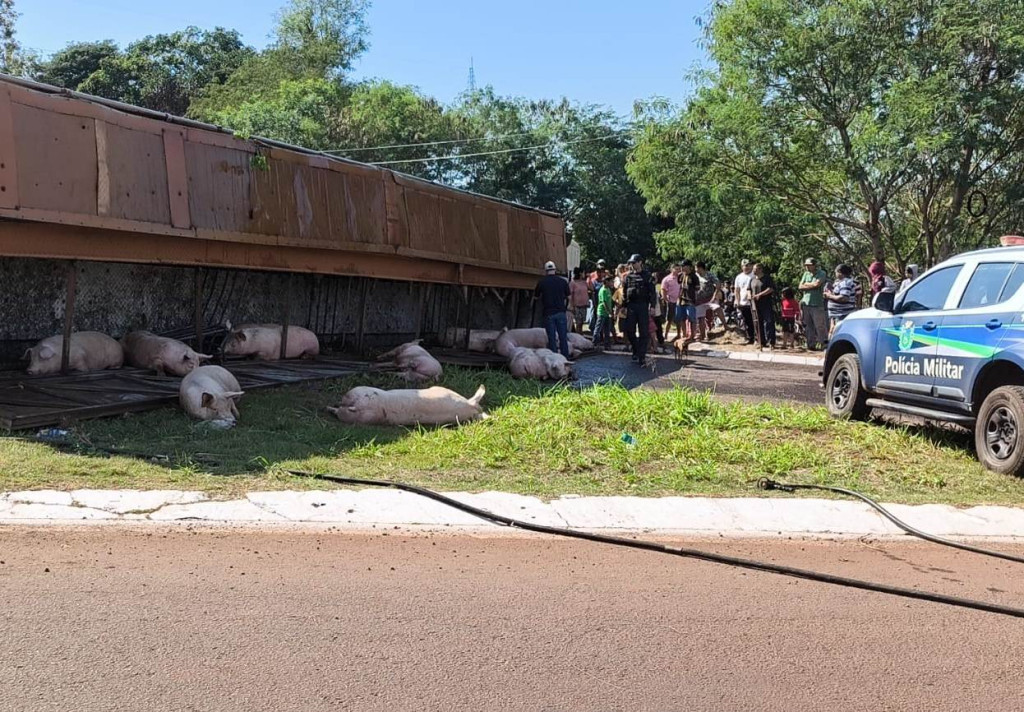 Polícia investiga se porcos foram esquartejados vivos após caminhão tombar