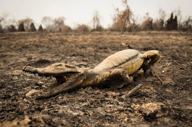 Pantanal: incêndio de 2024 supera o registrado no mesmo período de 2020, ano recorde de queimadas