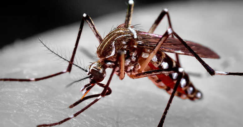 Estudo aponta que dengue pode desencadear quadro de depressão