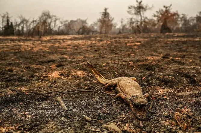 Pantanal vira cemitério a céu aberto: cobras, jacarés e anfíbios são maioria entre animais mortos