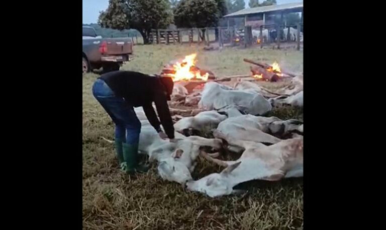 Animais morrem de frio e pecuaristas usam fogueiras para tentar salvar gado sobrevivente