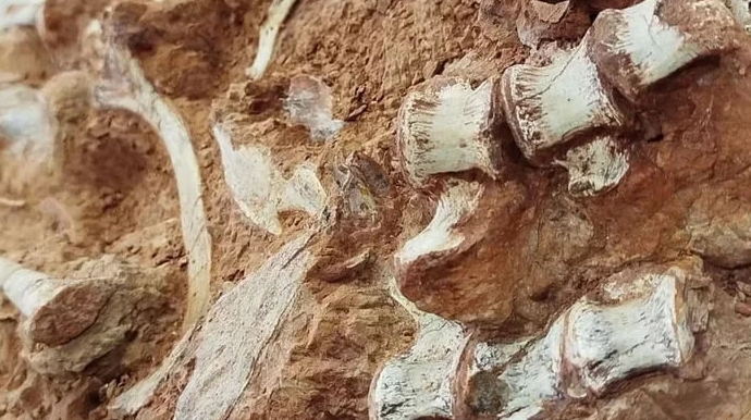 Fóssil de dinossauro é encontrado exposto após chuva e enchente no RS