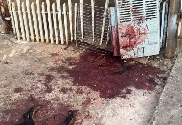 Pitbulls são mortos a tiros por PM após atacar e matar quatro cães em MS