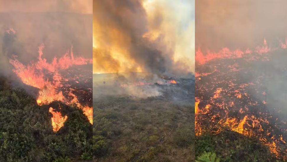 Pantanal: área equivalente a 800 mil campos de futebol queimou neste ano