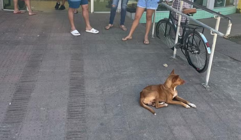 Cachorro fica 9 dias em porta de unidade de saúde esperando pelo dono que morreu 