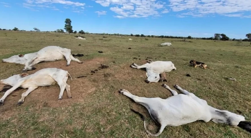 De janeiro a agosto: mais de 540 animais morreram de frio em Mato Grosso do Sul