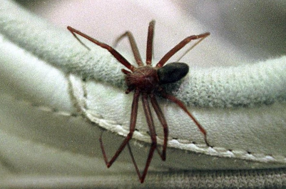 Homem picado por aranha é infectado por bactéria devoradora de carne 