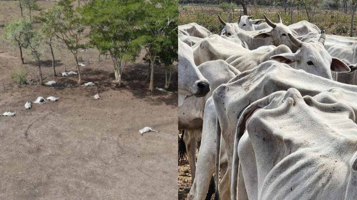 Fiscalização flagra 43 bois mortos por fome e sede em fazenda de MS