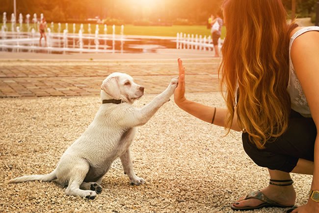 Os benefícios da relação entre seres humanos e animais de estimação