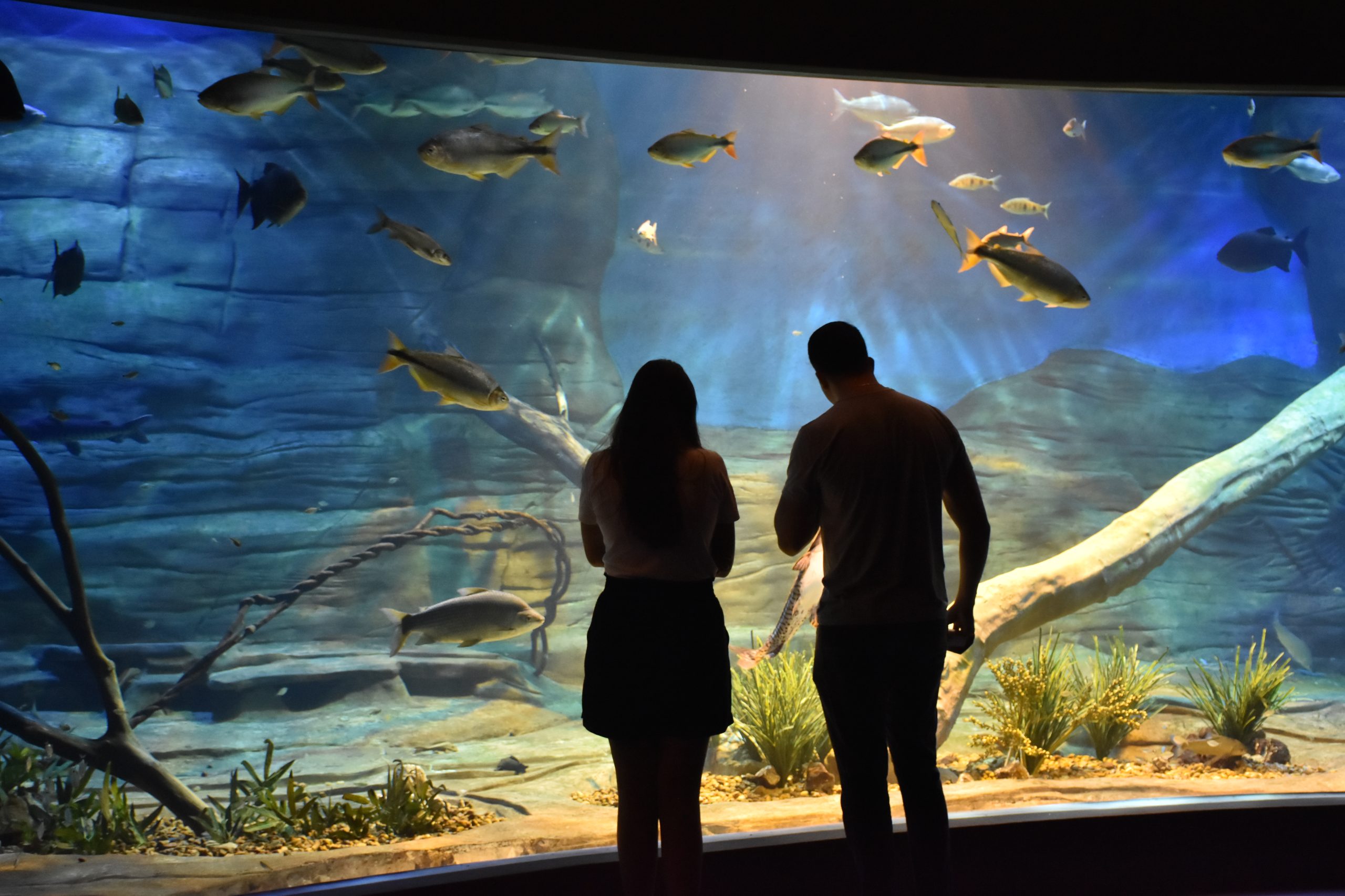 Bioparque Pantanal se destaca como principal atração turística e centro de conservação ambiental