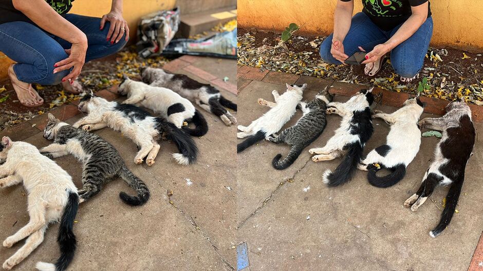 Protetoras encontram 7 gatos mortos por envenenamento em MS