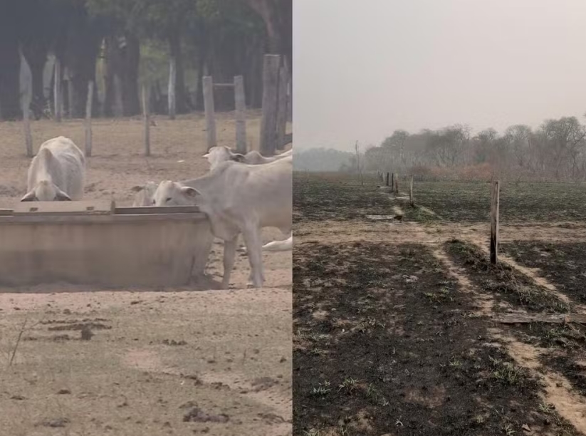 Pantanal em chamas: prejuízo causado pelo fogo no agronegócio de MS chega a R$ 1,2 bilhão