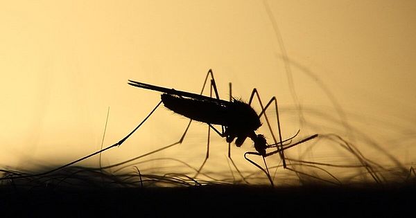 Dengue volta a assustar sul-mato-grossenses com 29 mortes