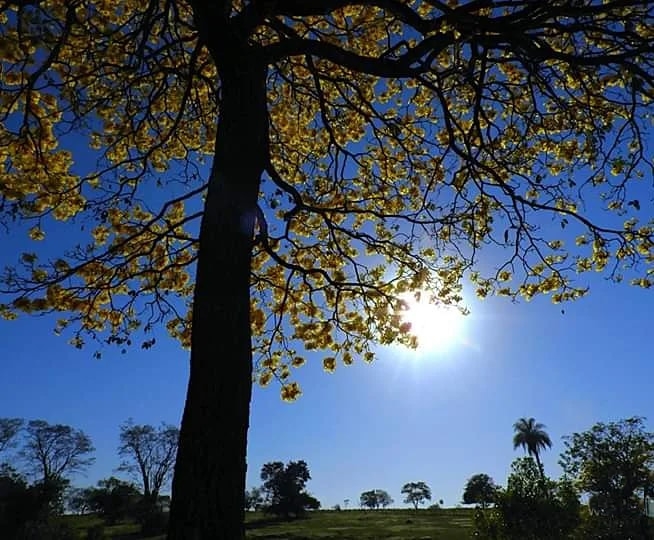 Semana inicia com altas temperaturas em Mato Grosso do Sul