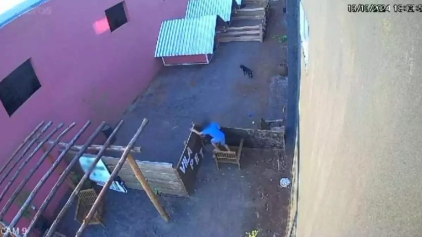 Mãe de criança que matou 23 animais revela que filho apanhava na escola 