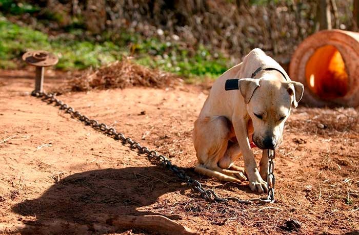 Projeto de vereador fixa multa de até R$ 3 mil para quem deixar cão e gato preso