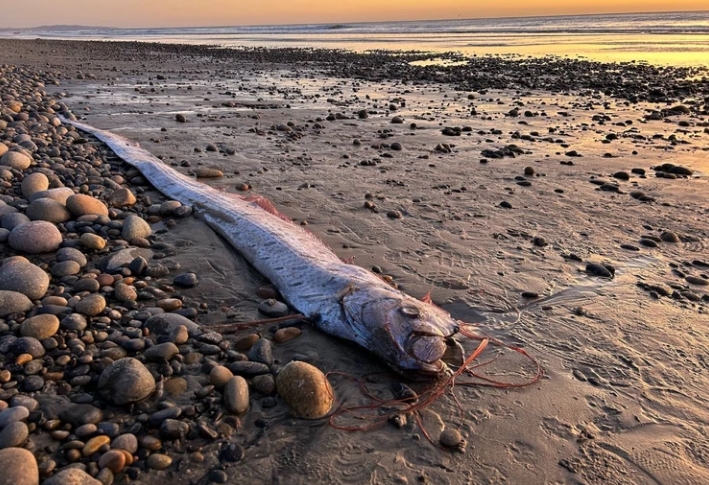 'Peixe do juízo final' é encontrado na Califórnia pela segunda vez no ano