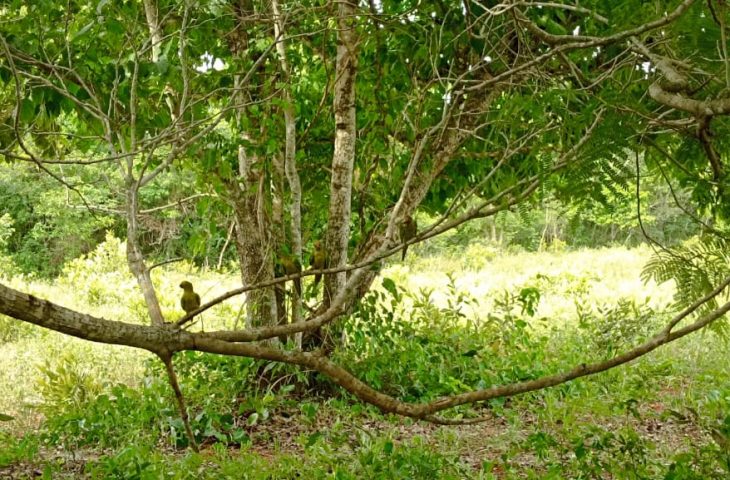 IMASUL: Mais de 60 animais silvestres no Recanto Ecológico Rio da Prata