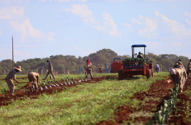 Estado de MS concede benefício fiscal para incentivar a expansão da citricultura