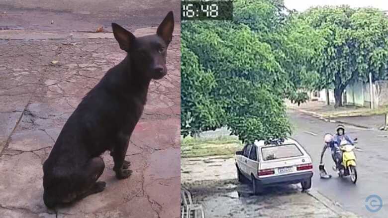 Mulher flagrada abandonando cachorro é presa e multada em 3 mil em MS