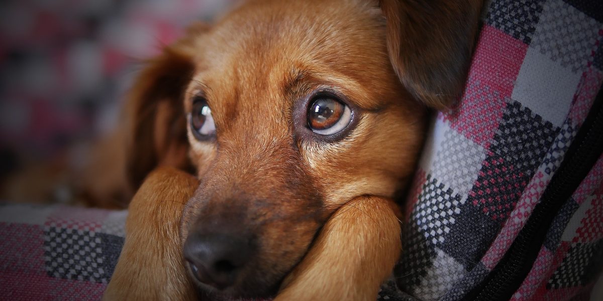 Campanha Dezembro Verde combate o abandono de animais e conscientiza sobre adoção responsável