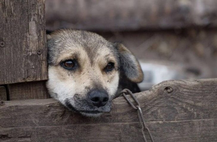 CRIME: Denuncia de maus-tratos a animais em MS podem ser feito através da Delegacia Virtual