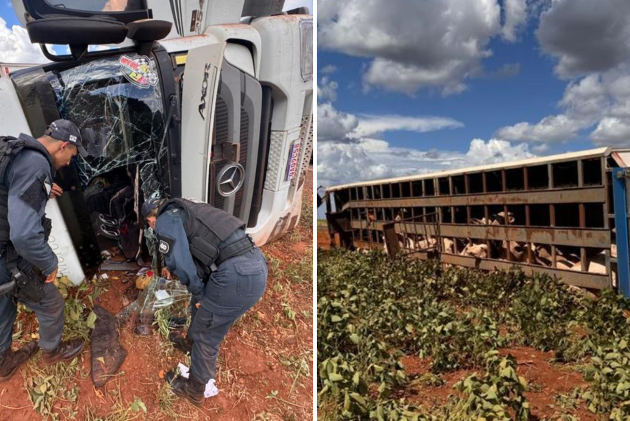 Carreta carregada com gado tomba na MS-134