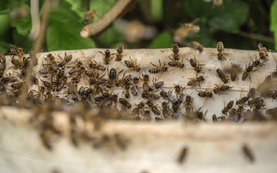 Criança picada por mais de mil abelhas em MS recebe alta 