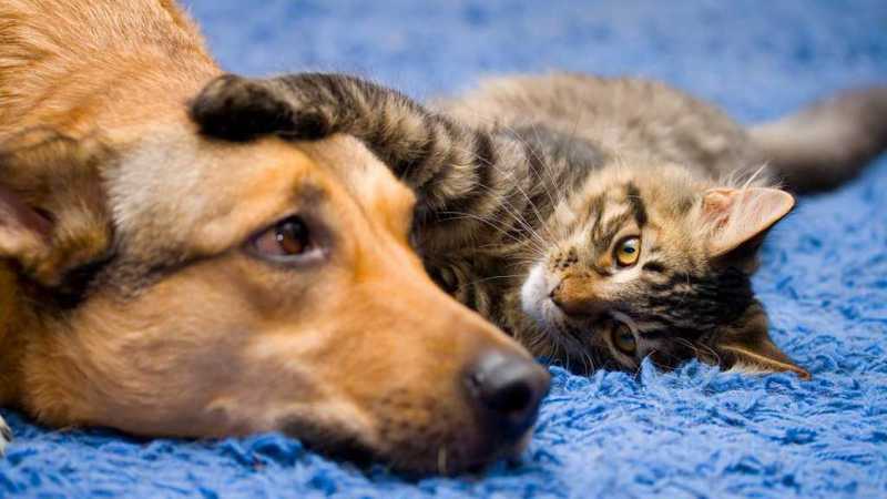 Com 60 cães e gatos, feira de adoção será realizada neste sábado (15)