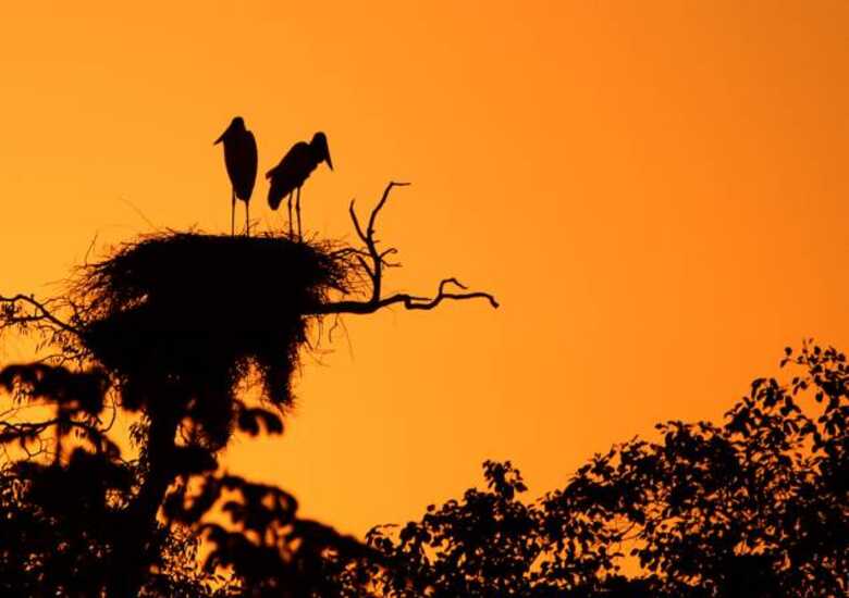 Mato Grosso do Sul está em estado de emergência ambiental