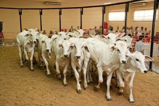 Leilões devem movimentar R$ 25 milhões na EXPOAGRO 2025