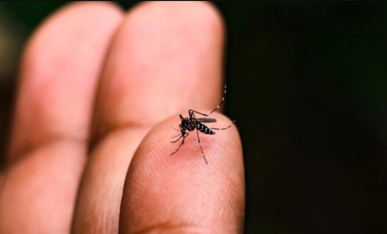 Com nova morte em Fátima do Sul, MS atinge recorde de óbitos por Chikungunya 