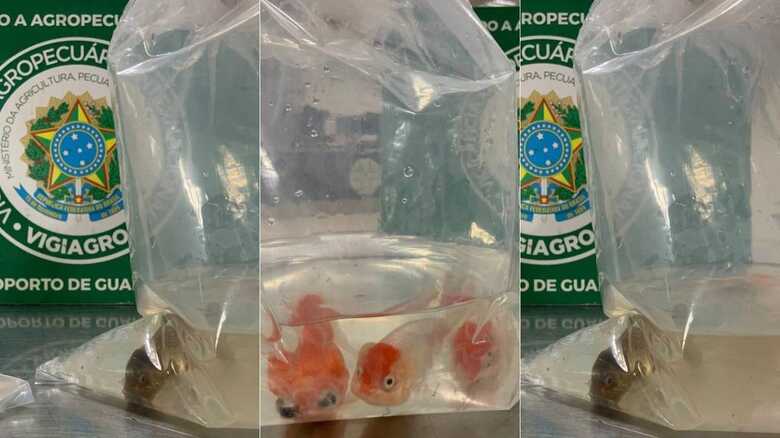 Homem é preso tentando entrar no Brasil com peixes ornamentais em mala