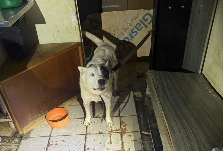 Polícia resgata sete cachorros vivendo em situação de maus-tratos em Dourados