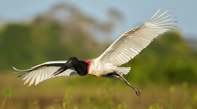 Lei: Tuiuiú é declarada ave símbolo do Pantanal Sul-Mato-Grossense