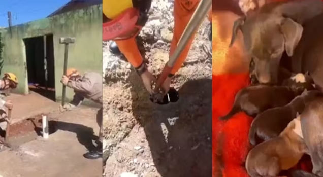 Bombeiros quebram calçada e resgatam filhotes de cachorro jogados em fossa de MS 
