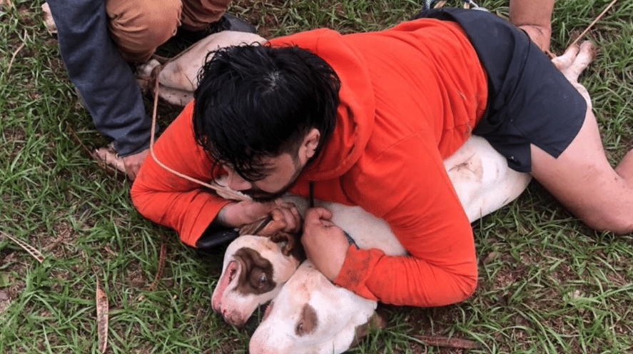  Lutador de Muay Thai é atacado, derrubado e imobiliza dois pitbulls em MS