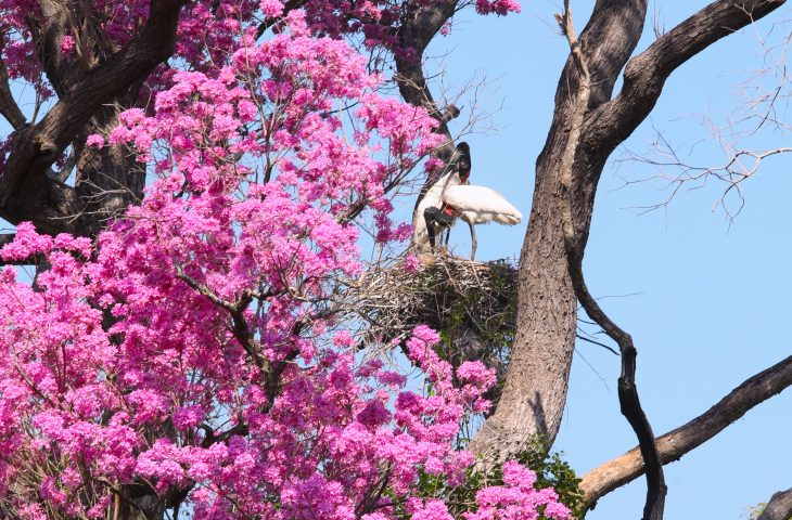 Governo de MS destina R$ 30 milhões a propriedades com vegetação nativa excedente no Pantanal