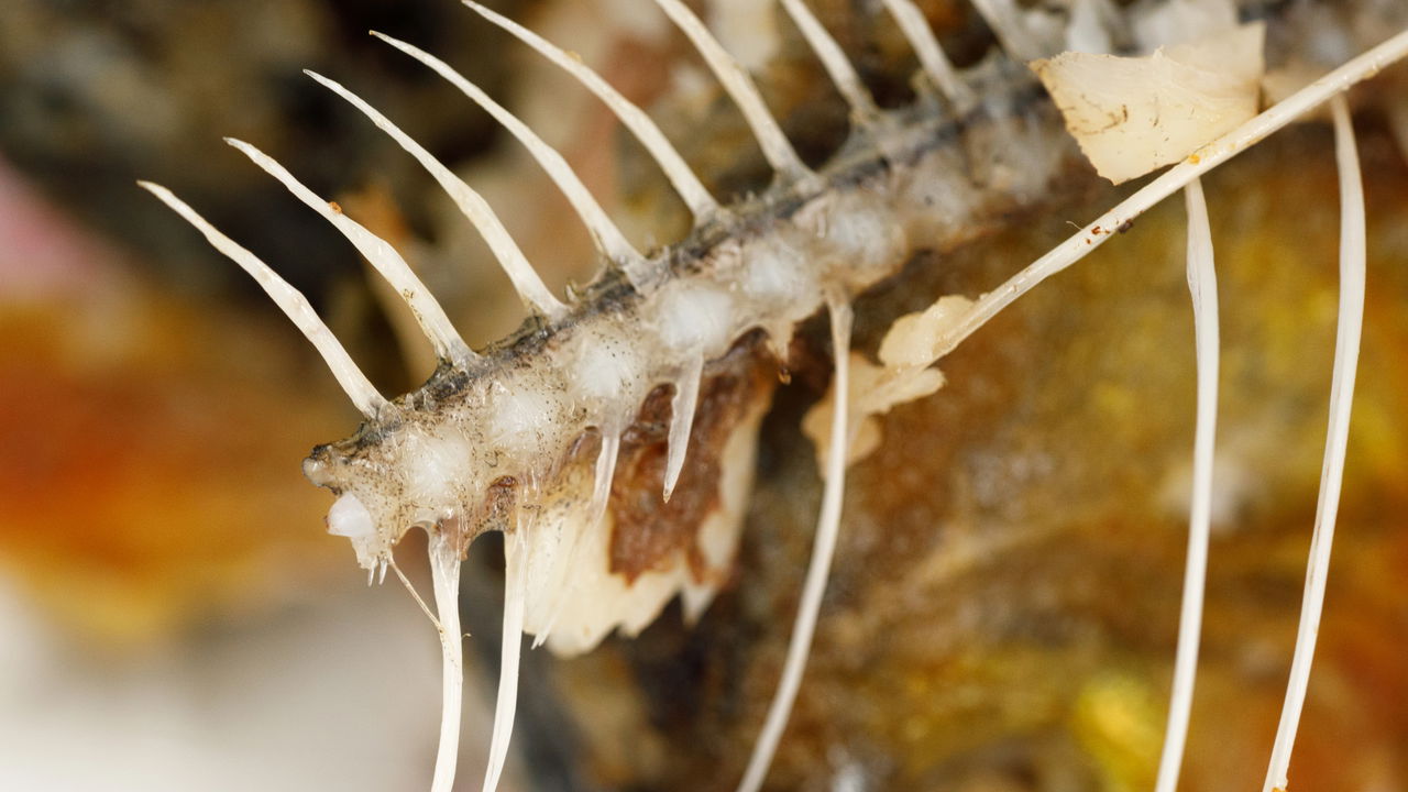Idosa morre após ter esôfago perfurado por espinha de peixe em MS