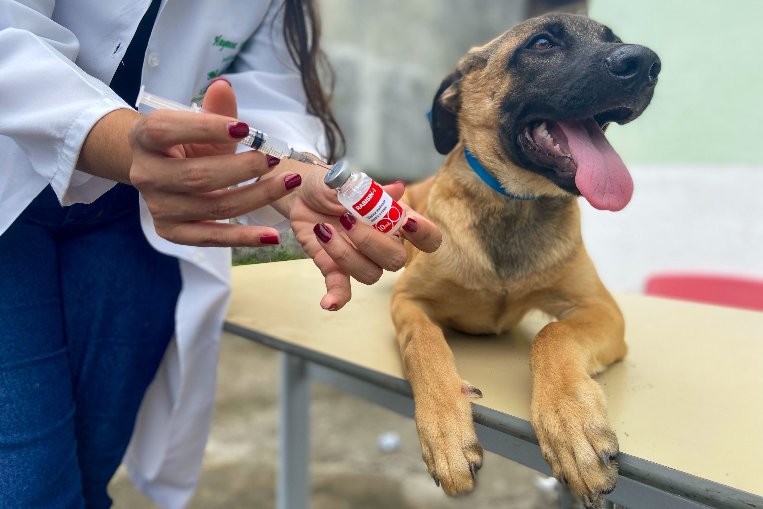 Dourados vacina cães e gatos em drive-thru neste sábado na prefeitura