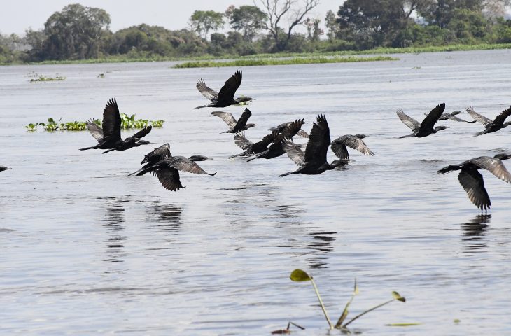 Governo Federal sanciona Estatuto do Pantanal para proteger o bioma e incentivar sustentabilidade