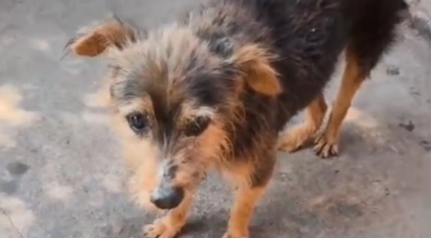 Cão vítima de possível violência sexual em MS é submetido à eutanásia devido ao sofrimento