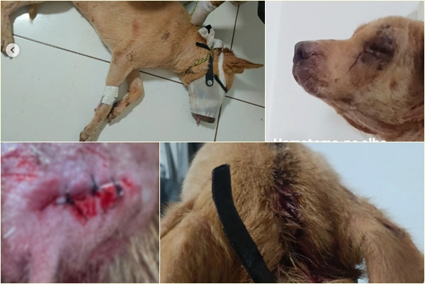 Homem é preso após agredir cachorro com enxada na frente das filhas em Dourados